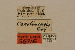 Evodinus carolinensis by the Smithsonian. Used under a CC0 license.