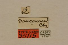 Evodinus vancouveri by the Smithsonian. Used under a CC0 license.