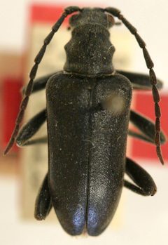 Evodinus variabilis subconstrictus by the Smithsonian. Used under a CC0 license.