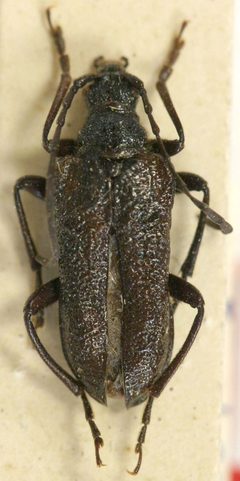 Gaurotes excellens korbeli by the Smithsonian. Used under a CC0 license.