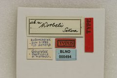 Gaurotes excellens korbeli by the Smithsonian. Used under a CC0 license.