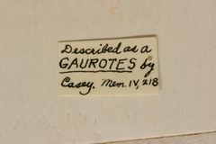 Gaurotes oblongus by the Smithsonian. Used under a CC0 license.