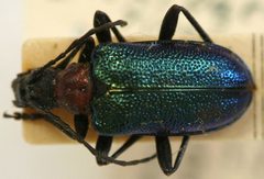 Gaurotes virginea nigronotaticollis by the Smithsonian. Used under a CC0 license.
