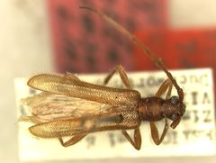 Haplidoeme punctata by the Smithsonian. Used under a CC0 license.