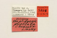 Haplidoeme punctata by the Smithsonian. Used under a CC0 license.