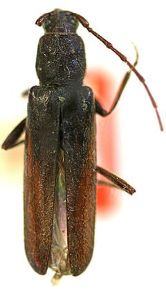 Haplidus breviceps by the Smithsonian. Used under a CC0 license.