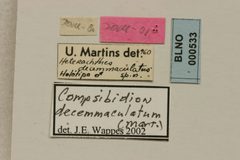 Heterachthes decemmaculatus by the Smithsonian. Used under a CC0 license.