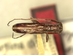 Heterachthes decemmaculatus by the Smithsonian. Used under a CC0 license.
