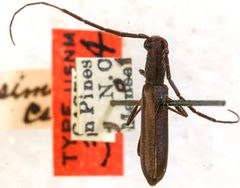 Heterachthes exilissimus by the Smithsonian. Used under a CC0 license.