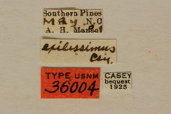 Heterachthes exilissimus by the Smithsonian. Used under a CC0 license.