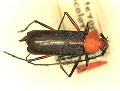 Heterops bicolor by the Smithsonian. Used under a CC0 license.