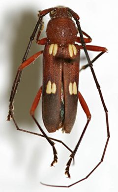 Heterops cubaecola by the Smithsonian. Used under a CC0 license.
