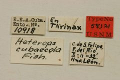 Heterops cubaecola by the Smithsonian. Used under a CC0 license.