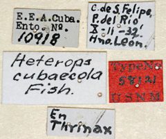 Heterops cubaecola by the Smithsonian. Used under a CC0 license.