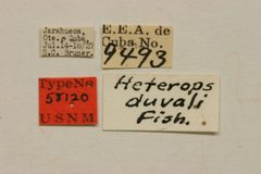 Heterops duvali by the Smithsonian. Used under a CC0 license.