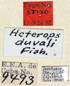 Heterops duvali by the Smithsonian. Used under a CC0 license.
