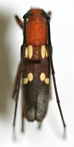 Heterops duvali by the Smithsonian. Used under a CC0 license.
