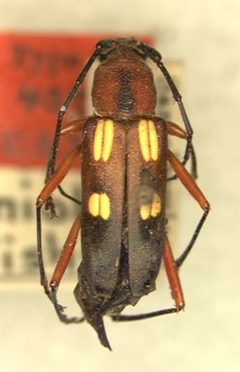 Heterops hispaniolae by the Smithsonian. Used under a CC0 license.