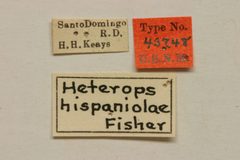 Heterops hispaniolae by the Smithsonian. Used under a CC0 license.