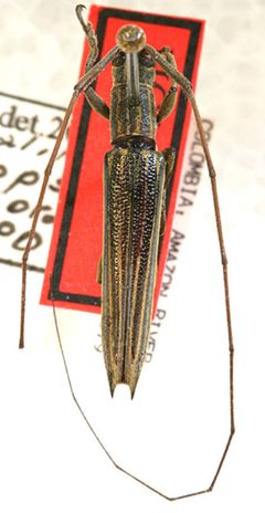 Hippopsis brevithorax by the Smithsonian. Used under a CC0 license.