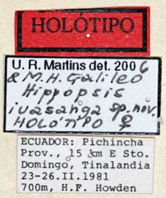 Hippopsis iuasanga by the Smithsonian. Used under a CC0 license.