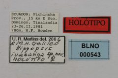 Hippopsis iuasanga by the Smithsonian. Used under a CC0 license.