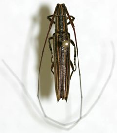 Hippopsis iuasanga by the Smithsonian. Used under a CC0 license.