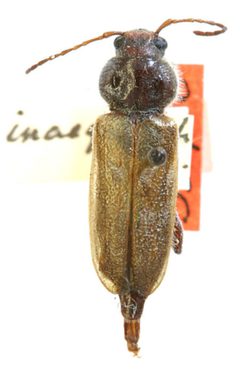 Hylotrupes inaequalis by the Smithsonian. Used under a CC0 license.