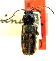 Hylotrupes minutus by the Smithsonian. Used under a CC0 license.