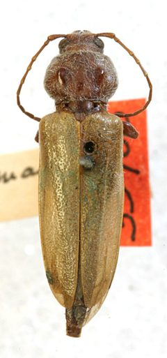 Hylotrupes nematocerus by the Smithsonian. Used under a CC0 license.