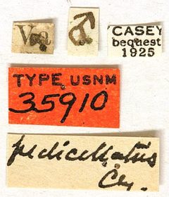 Hylotrupes pedicellatus by the Smithsonian. Used under a CC0 license.