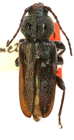 Hylotrupes puncticollis by the Smithsonian. Used under a CC0 license.