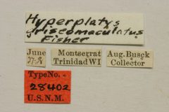 Hyperplatys griseomaculatus by the Smithsonian. Used under a CC0 license.
