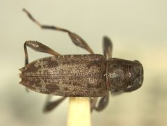 Hyperplatys griseomaculatus by the Smithsonian. Used under a CC0 license.