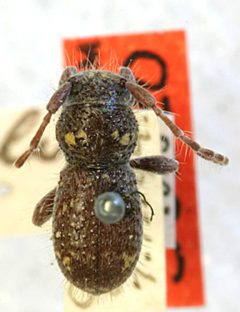 Ipochus catalinae by the Smithsonian. Used under a CC0 license.