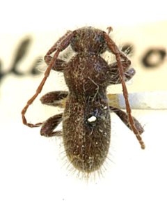 Ipochus globicollis by the Smithsonian. Used under a CC0 license.