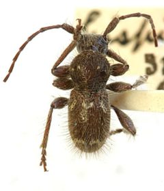 Ipochus hispidus by the Smithsonian. Used under a CC0 license.