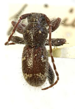 Ipochus pinicola by the Smithsonian. Used under a CC0 license.