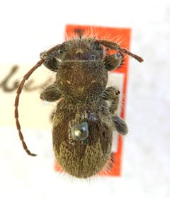 Ipochus pubescens by the Smithsonian. Used under a CC0 license.