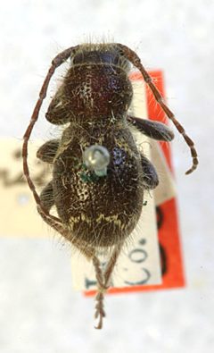 Ipochus subnitidus by the Smithsonian. Used under a CC0 license.