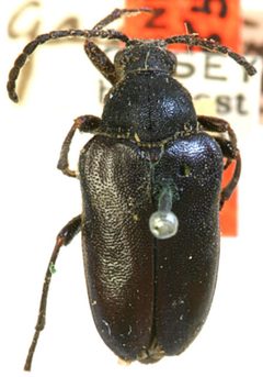 Judolia gaurotoides by the Smithsonian. Used under a CC0 license.