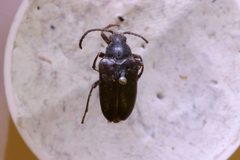 Judolia gaurotoides by the Smithsonian. Used under a CC0 license.