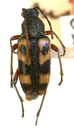 Judolia minuta by the Smithsonian. Used under a CC0 license.