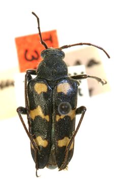 Judolia seminigra by the Smithsonian. Used under a CC0 license.