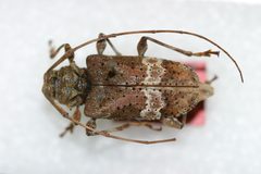 Lagocheirus foveolatus by the Smithsonian. Used under a CC0 license.