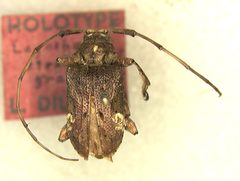 Lagocheirus stroheckeri granulatus by the Smithsonian. Used under a CC0 license.