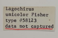 Lagocheirus unicolor by the Smithsonian. Used under a CC0 license.