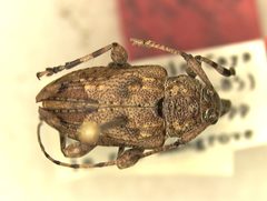 Leptostylopsis latus by the Smithsonian. Used under a CC0 license.