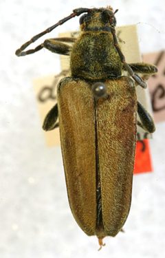 Leptura (Cosmosalia) auripilis densepilosa by the Smithsonian. Used under a CC0 license.