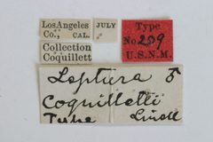 Leptura coquilletti by the Smithsonian. Used under a CC0 license.